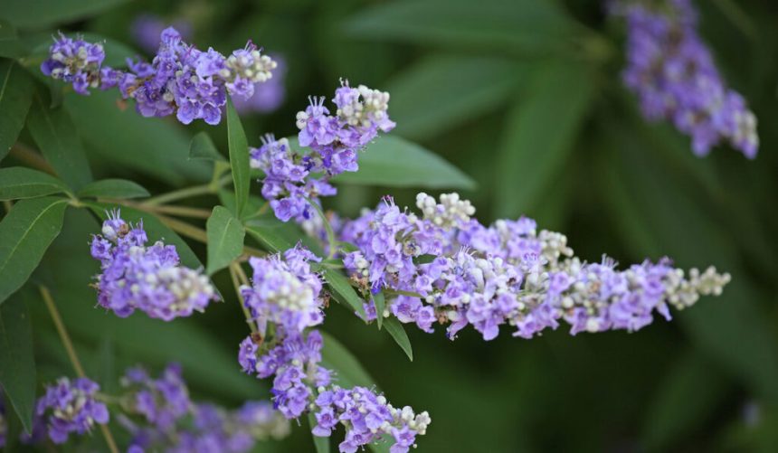 6 Beautiful Purple Flowering Trees