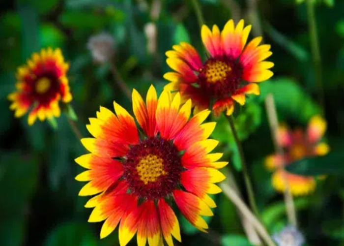 Blanket Flower