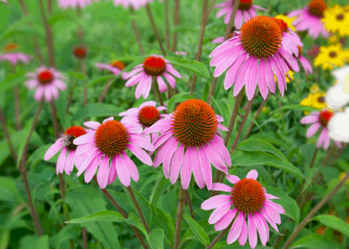 Coneflowers