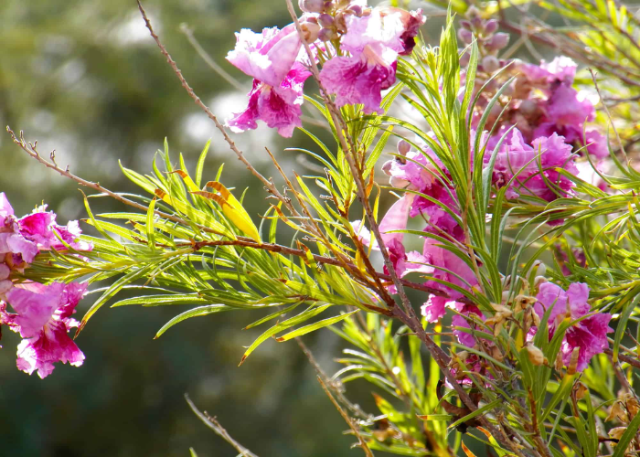 Desert Willow