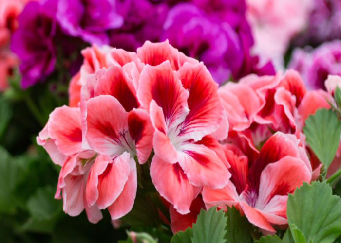 Geraniums