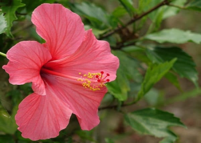 Hibiscus