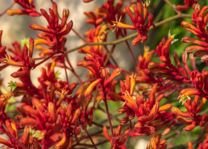 Kangaroo Paw