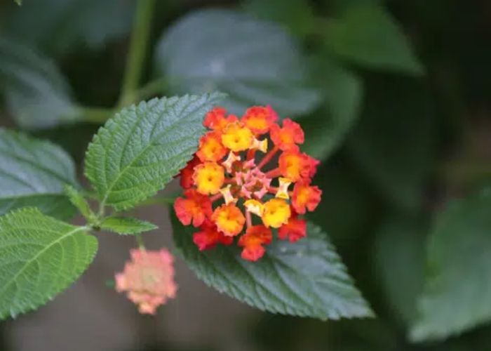 Lantana