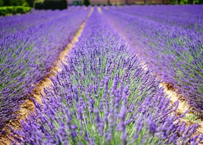 Lavender