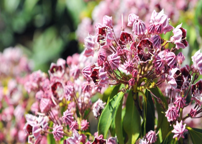 Mountain Laurel