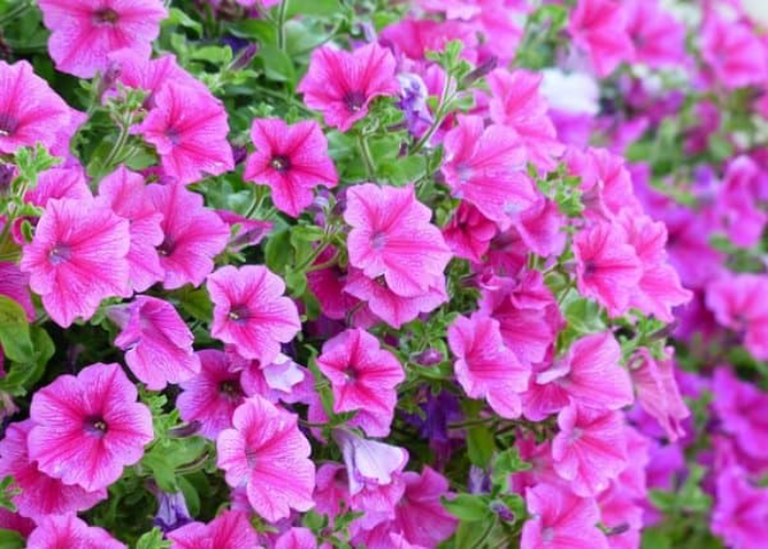 Petunias