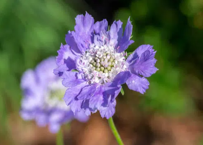 Pincushion Flowers