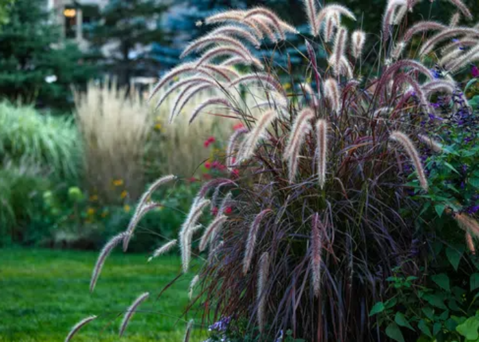 Purple Fountain Grass