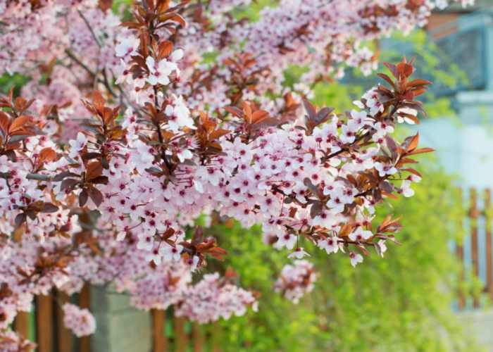 Purple Leaf Plum