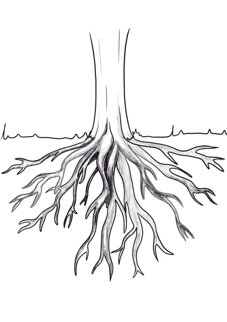 Tree Roots