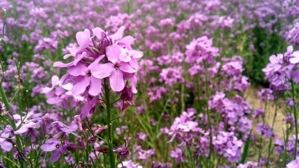 Verbena